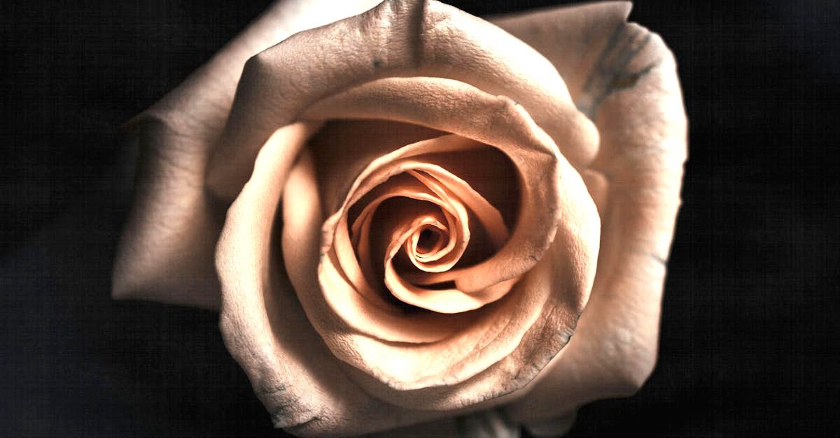 découvrez l'élégance intemporelle avec notre collection 'timeless beauty', où chaque pièce incarne la grâce et le style durable. explorez des tendances classiques qui ne se démodent jamais et laissez-vous séduire par la beauté éternelle.