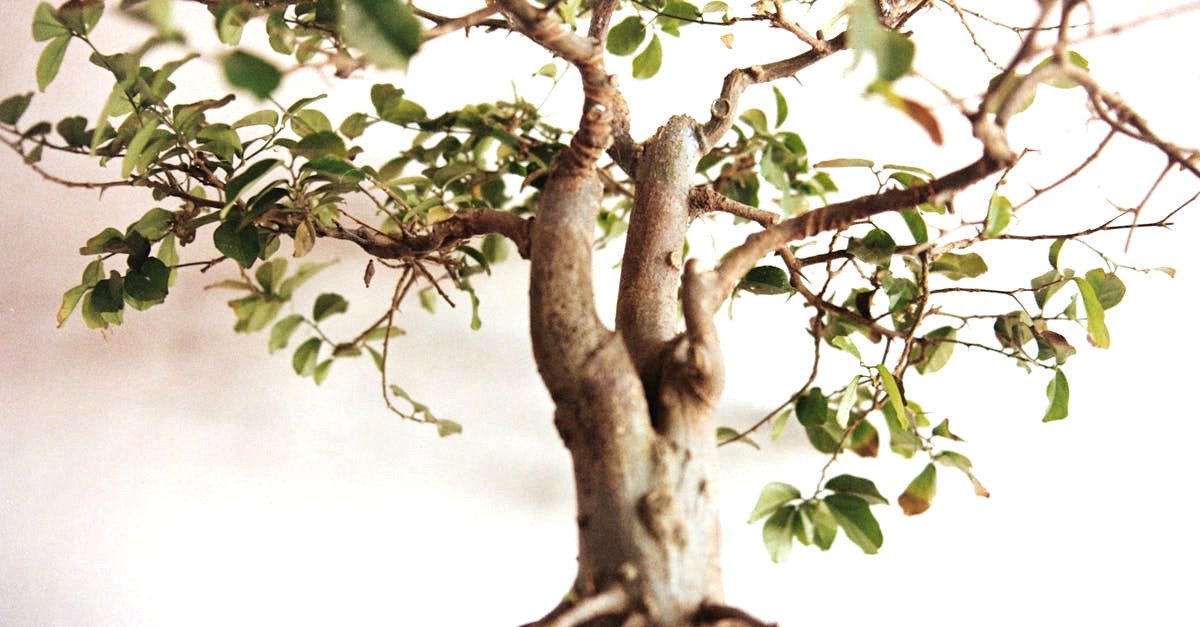 découvrez l'art du bonsaï, une pratique millénaire qui allie beauté et patience. apprenez les techniques de culture, d'entretien et d'esthétique pour créer votre propre petit arbre miniature. explorez les variétés, les pots et les styles pour personnaliser votre jardin intérieur.